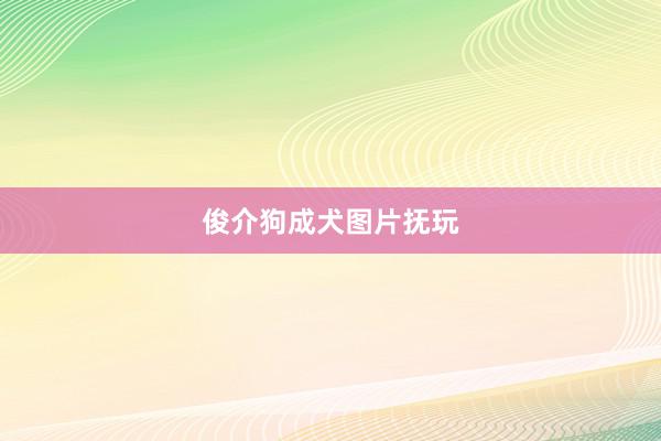 俊介狗成犬图片抚玩